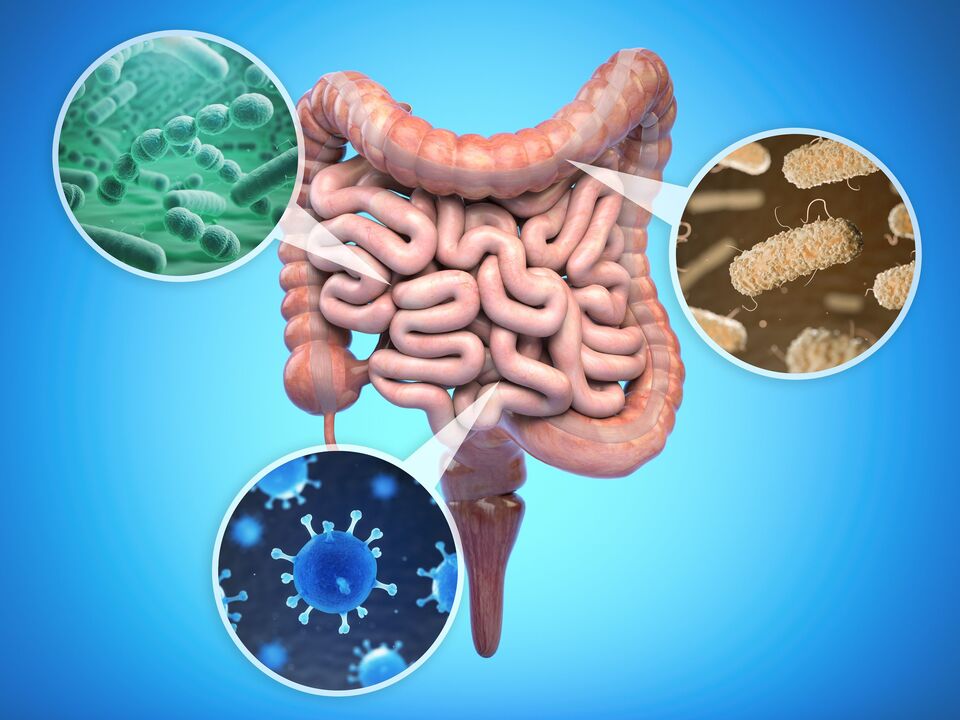 Good bacteria in your gut